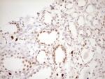 TFPI Antibody in Immunohistochemistry (Paraffin) (IHC (P))