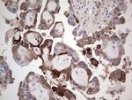 TFPI2 Antibody in Immunohistochemistry (Paraffin) (IHC (P))