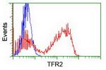 TFR2 Antibody in Flow Cytometry (Flow)
