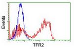 TFR2 Antibody in Flow Cytometry (Flow)