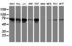 TFR2 Antibody in Western Blot (WB)