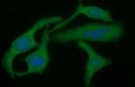 TGFB1 Antibody in Immunocytochemistry (ICC/IF)