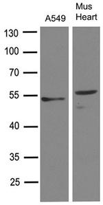 TGFB2 Antibody in Western Blot (WB)