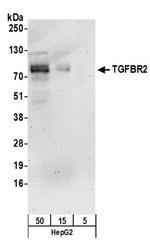 TGFBR2 Antibody in Western Blot (WB)