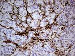 TGM2 Antibody in Immunohistochemistry (Paraffin) (IHC (P))