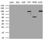 TGM2 Antibody in Western Blot (WB)