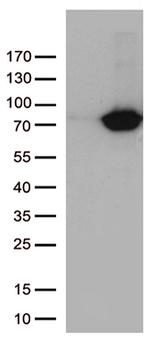 TGM2 Antibody in Western Blot (WB)