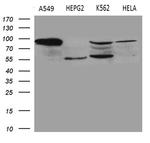 TGM2 Antibody in Western Blot (WB)