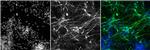 Tyrosine Hydroxylase Antibody in Immunohistochemistry (Frozen) (IHC (F))