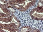 TH Antibody in Immunohistochemistry (Paraffin) (IHC (P))