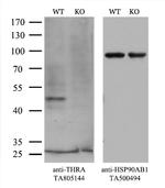 THRA Antibody in Western Blot (WB)