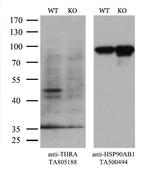 THRA Antibody in Western Blot (WB)