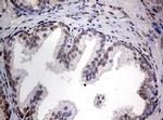 TIA1 Antibody in Immunohistochemistry (Paraffin) (IHC (P))