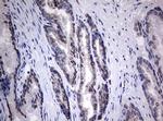 TIA1 Antibody in Immunohistochemistry (Paraffin) (IHC (P))