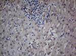 TIA1 Antibody in Immunohistochemistry (Paraffin) (IHC (P))