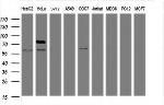 TICAM1 Antibody in Western Blot (WB)