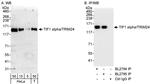 TIF1 Alpha/TRIM24 Antibody in Western Blot (WB)