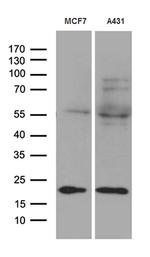 TIMM23 Antibody in Western Blot (WB)