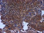 TIMP2 Antibody in Immunohistochemistry (Paraffin) (IHC (P))