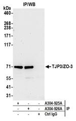 TJP3/ZO-3 Antibody in Immunoprecipitation (IP)