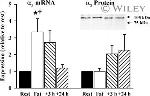 ATP1A3 Antibody in Western Blot (WB)