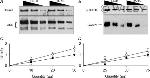 S-arrestin Antibody in Western Blot (WB)