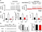 Calsequestrin Antibody in Western Blot (WB)