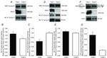 ATP1B1 Antibody in Western Blot (WB)