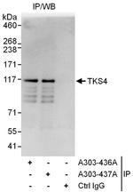 TKS4 Antibody in Immunoprecipitation (IP)