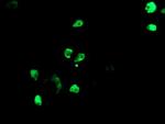 TLE1 Antibody in Immunocytochemistry (ICC/IF)