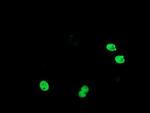 TLE1 Antibody in Immunocytochemistry (ICC/IF)