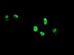 TLE1 Antibody in Immunocytochemistry (ICC/IF)