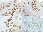 TLE1 Antibody in Immunocytochemistry (ICC/IF)