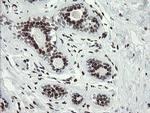 TLE1 Antibody in Immunohistochemistry (Paraffin) (IHC (P))