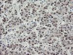 TLE1 Antibody in Immunohistochemistry (Paraffin) (IHC (P))