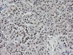 TLE1 Antibody in Immunohistochemistry (Paraffin) (IHC (P))