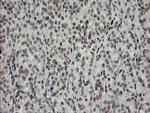 TLE1 Antibody in Immunohistochemistry (Paraffin) (IHC (P))