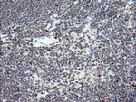 TLE1 Antibody in Immunohistochemistry (Paraffin) (IHC (P))