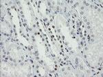 TLE1 Antibody in Immunohistochemistry (Paraffin) (IHC (P))