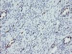 TLE1 Antibody in Immunohistochemistry (Paraffin) (IHC (P))