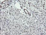 TLE1 Antibody in Immunohistochemistry (Paraffin) (IHC (P))