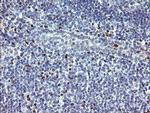 TLE1 Antibody in Immunohistochemistry (Paraffin) (IHC (P))