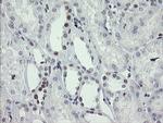 TLE1 Antibody in Immunohistochemistry (Paraffin) (IHC (P))