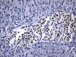 TLE1 Antibody in Immunohistochemistry (Paraffin) (IHC (P))