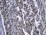 TLE1 Antibody in Immunohistochemistry (Paraffin) (IHC (P))