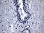 TLE1 Antibody in Immunohistochemistry (Paraffin) (IHC (P))