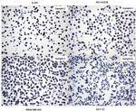 TLE1 Antibody in Immunocytochemistry (ICC/IF)