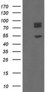 TLE1 Antibody in Western Blot (WB)