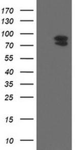 TLE1 Antibody in Western Blot (WB)