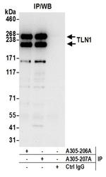 TLN1/Talin-1 Antibody in Western Blot (WB)